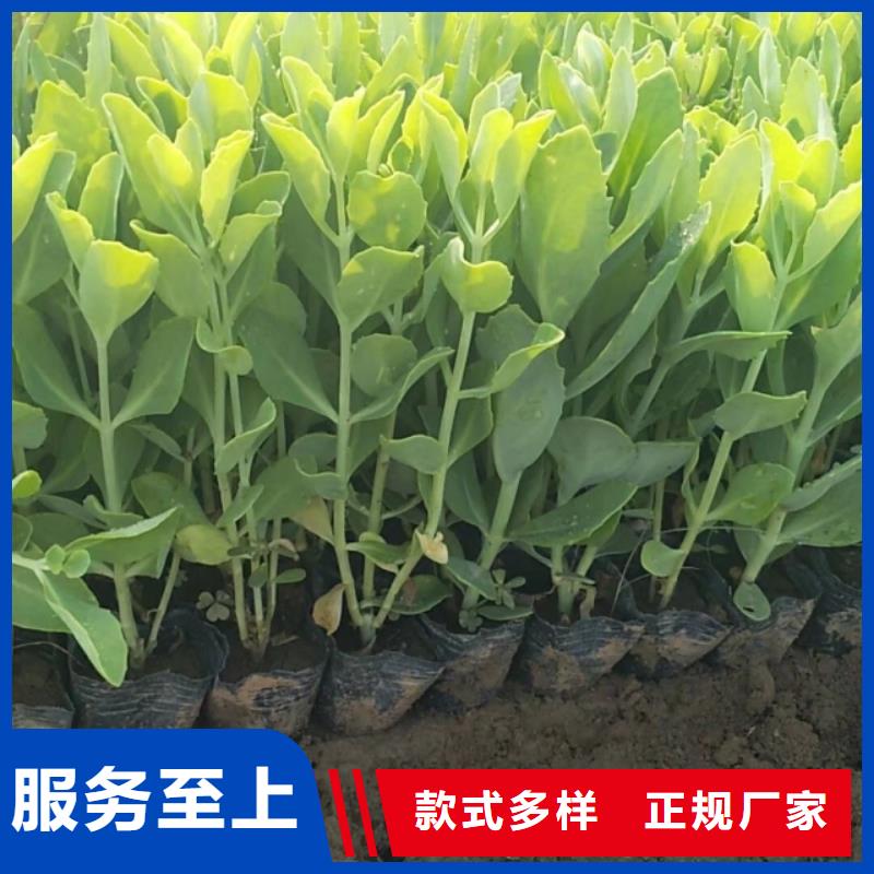 优质马鞭草的基地出货快
