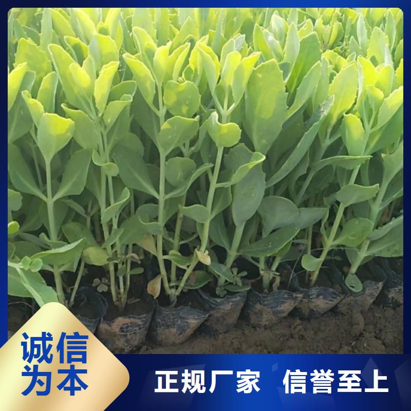 马鞭草用途现货直供