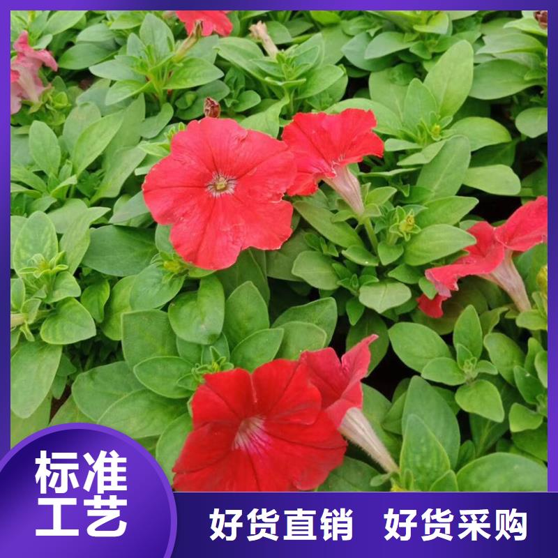 马鞭草厂家好口碑