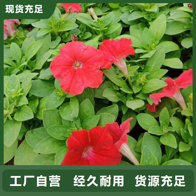 马鞭草厂家现货充足层层质检