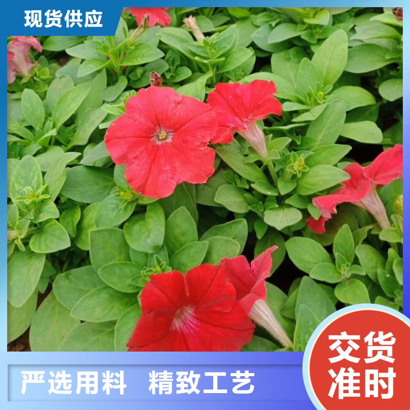 马鞭草真诚的服务