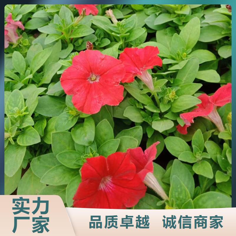 专业销售马鞭草-现货供应