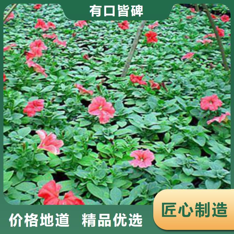 马鞭草生产厂家_规格齐全来图加工定制