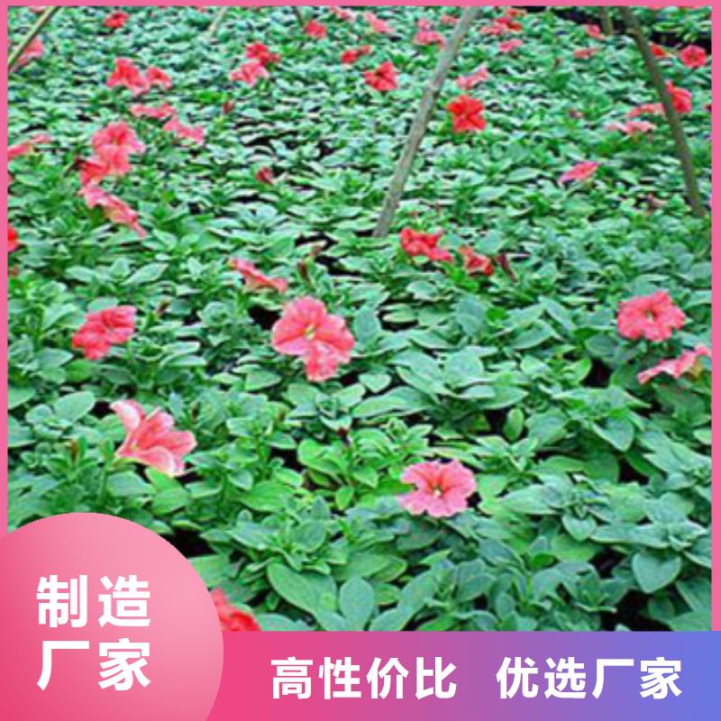 马鞭草质量保证老牌厂家符合标准