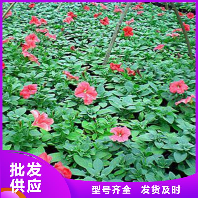 #马鞭草#-价格透明