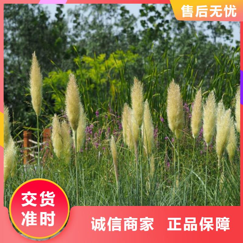 马鞭草规格材质