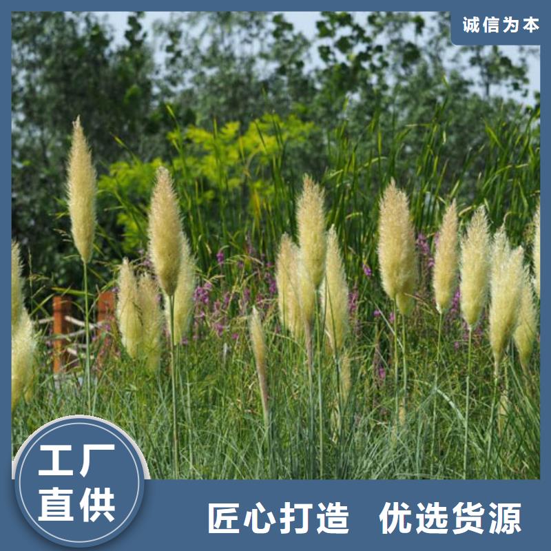 马鞭草、马鞭草厂家直销—薄利多销好货有保障