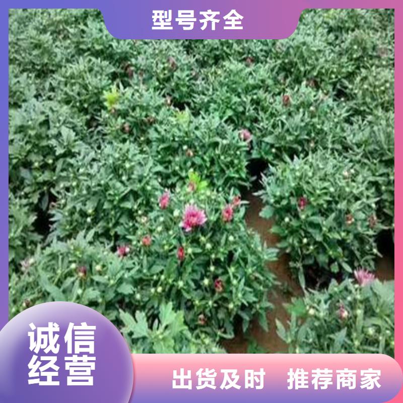 马鞭草报价-厂家