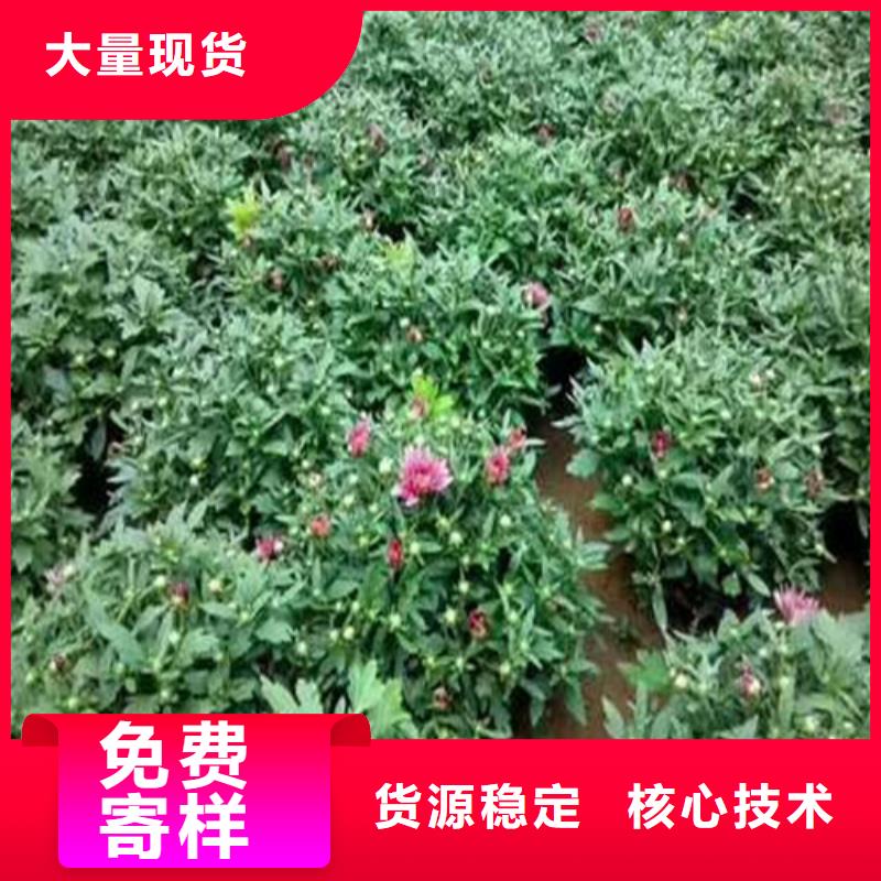 马鞭草工艺精致