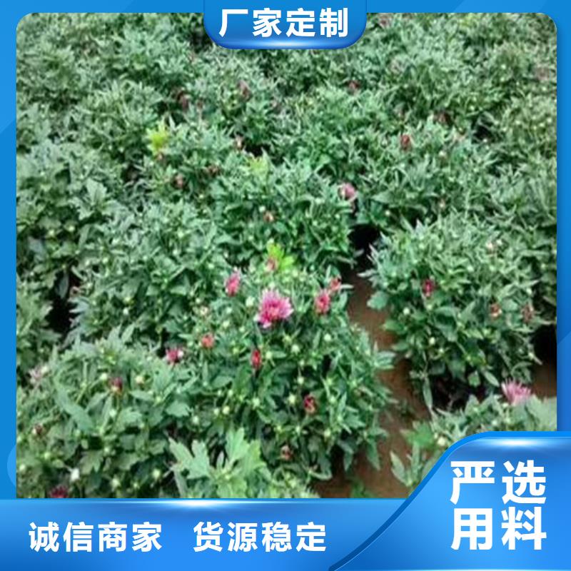 马鞭草工期短品质保障价格合理