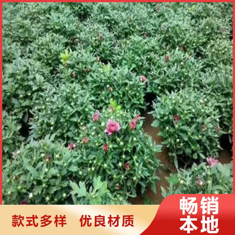 马鞭草-马鞭草厂家批发