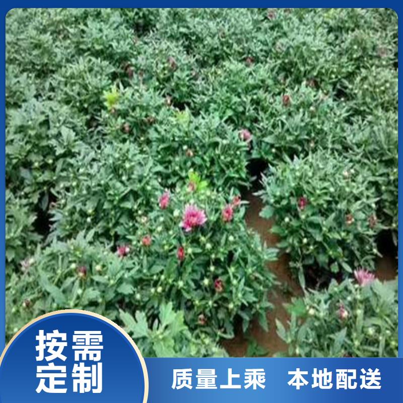 马鞭草资质齐全品质有保障