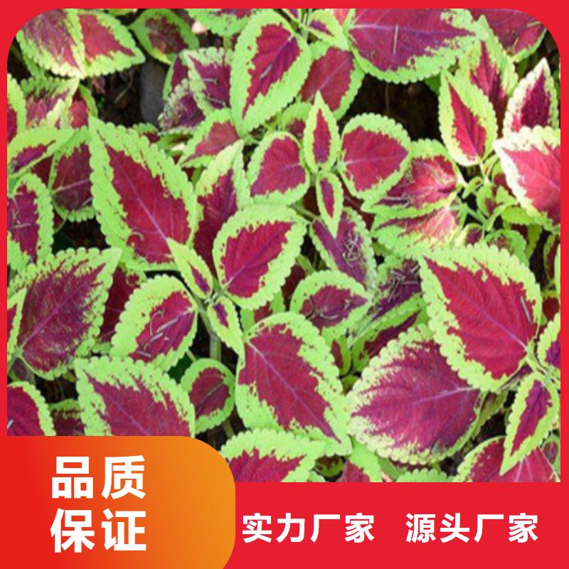 马鞭草厂家当天发货N年专注