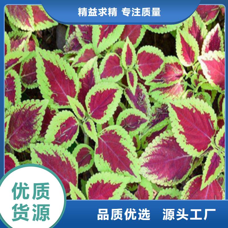 马鞭草-马鞭草售后保证实体诚信经营