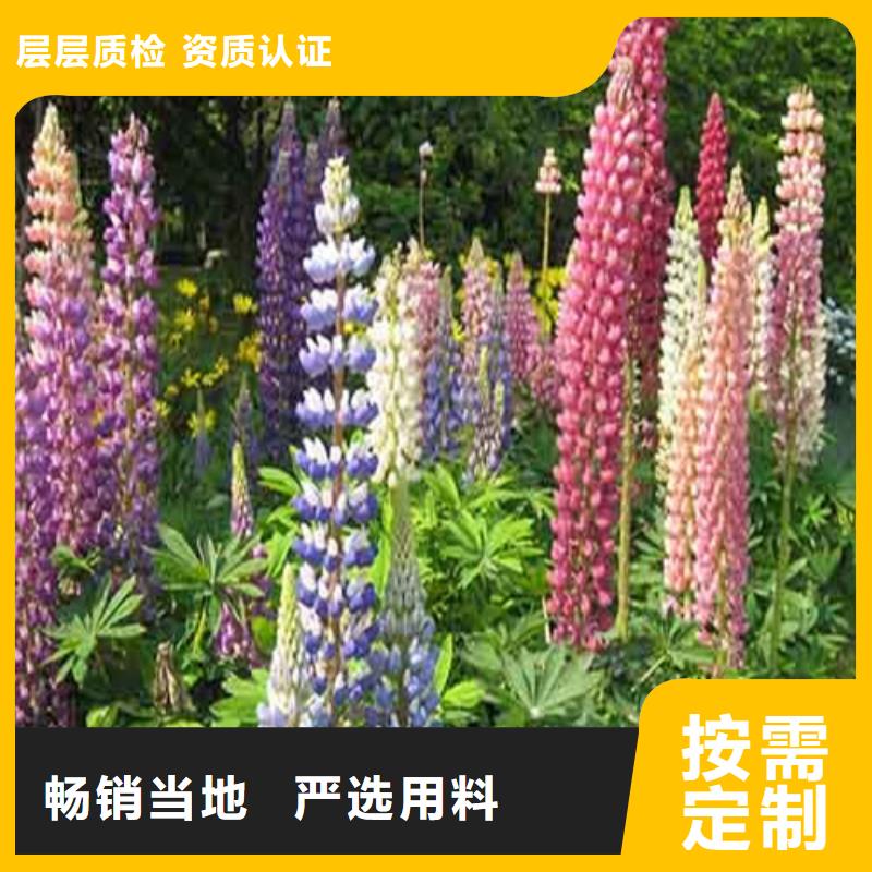 马鞭草-2025厂家热销产品当地制造商