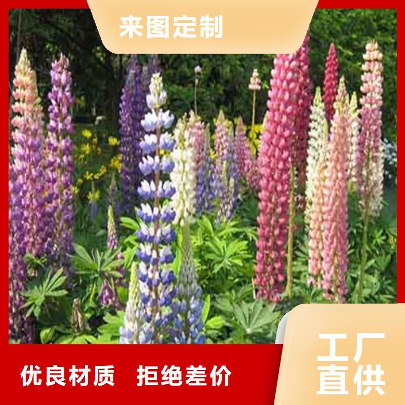 马鞭草-马鞭草高性价比本地经销商