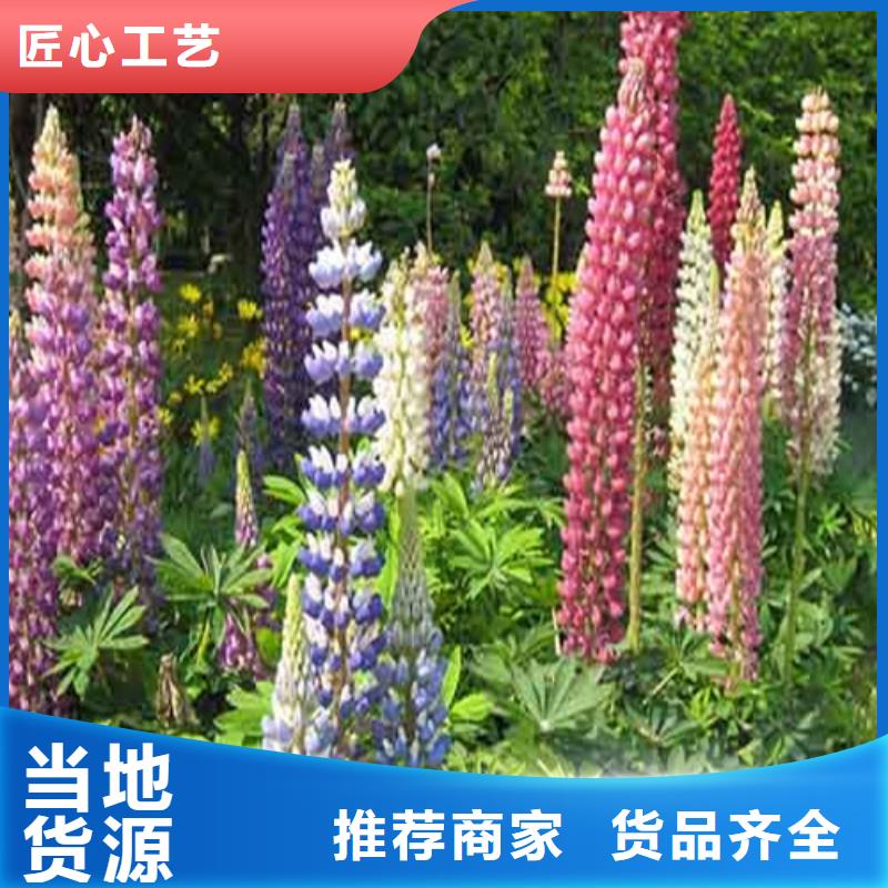 马鞭草厂家直销-找一诺千金花卉苗木同城供应商