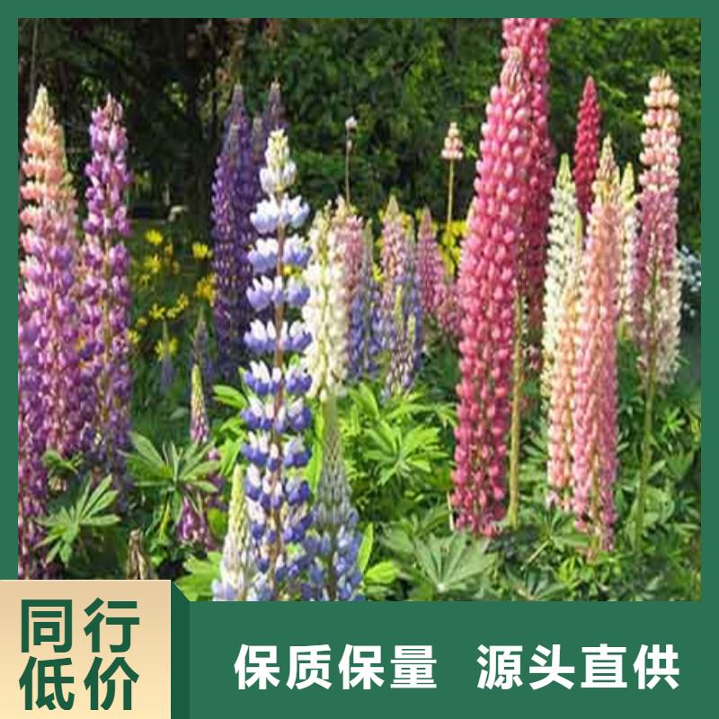 马鞭草工艺精致