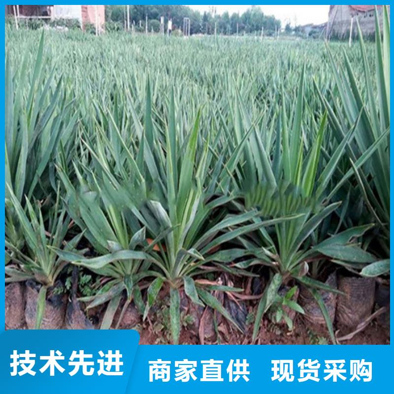 优惠的马鞭草生产厂家