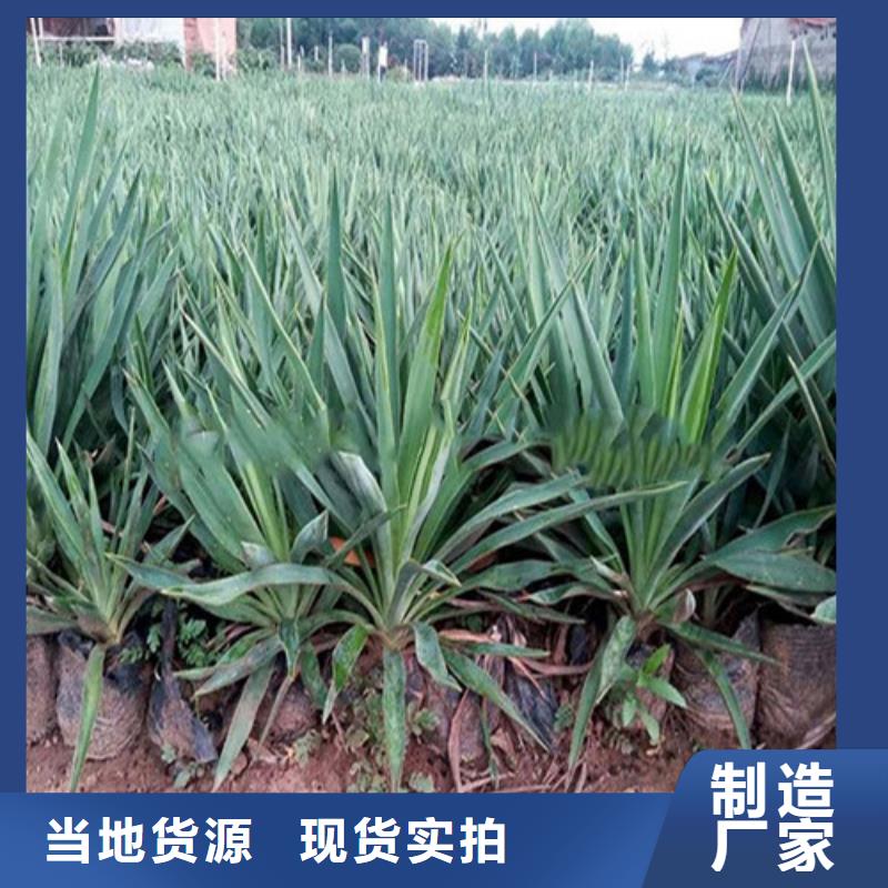 #马鞭草#欢迎访问库存充足