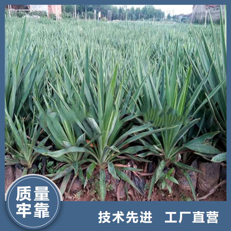 ​#马鞭草#欢迎访问超产品在细节