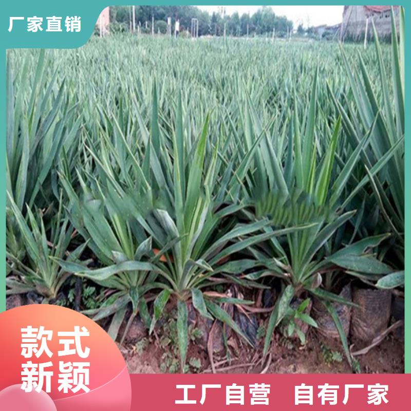 马鞭草价格免费咨询