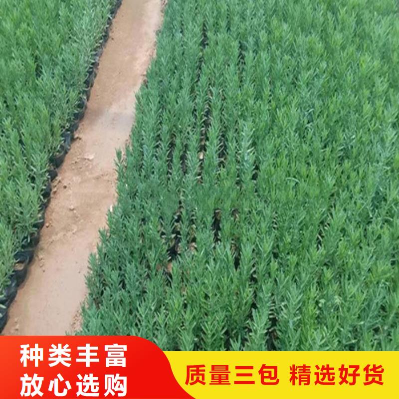 马鞭草图片-厂家本地生产商