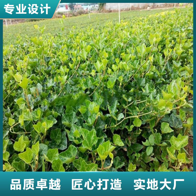 马鞭草售后完善本地服务商