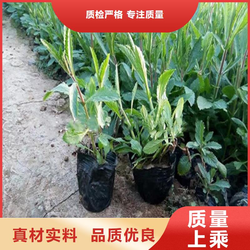 马鞭草-马鞭草质量可靠