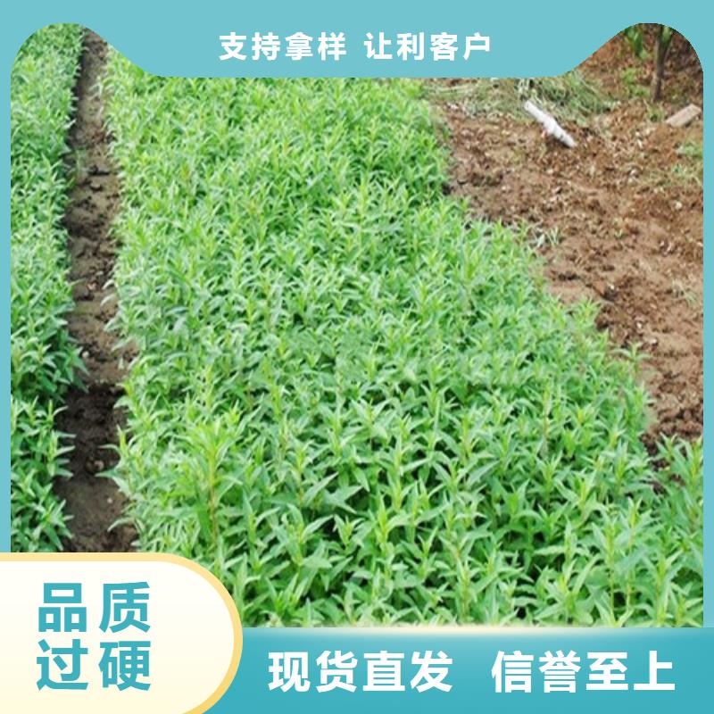 定制马鞭草的当地厂家匠心打造