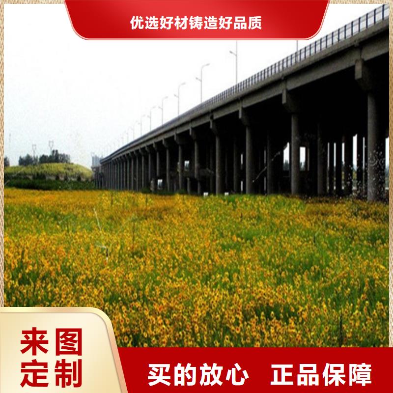 专业销售马鞭草-现货供应