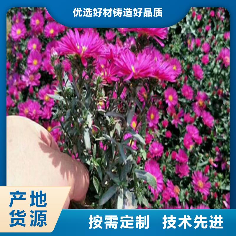 马鞭草高品质
