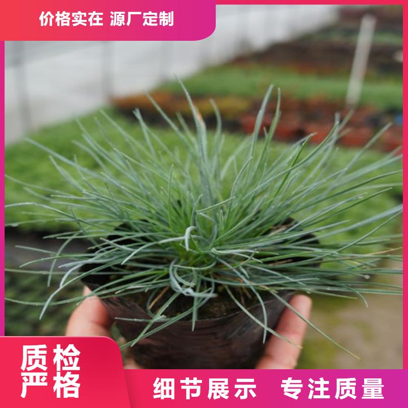 马鞭草报价-厂家