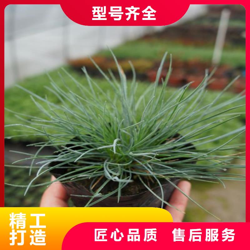 马鞭草高品质