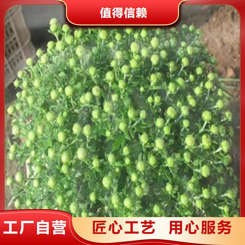 销售马鞭草_厂家/供应