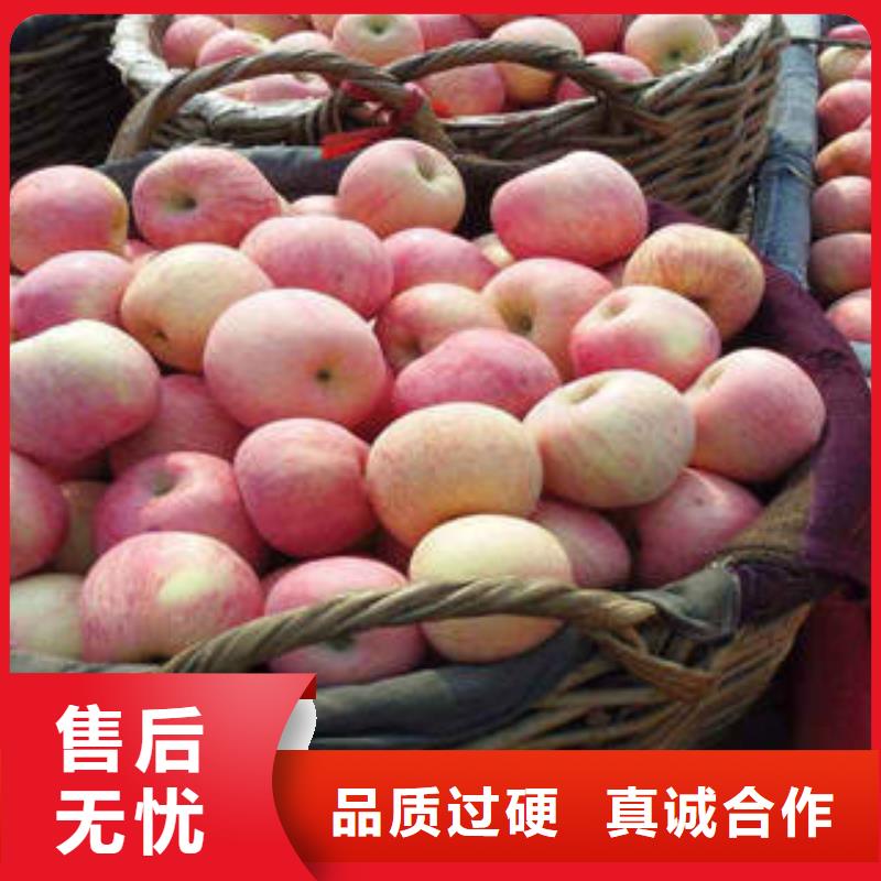 红富士苹果现货充裕