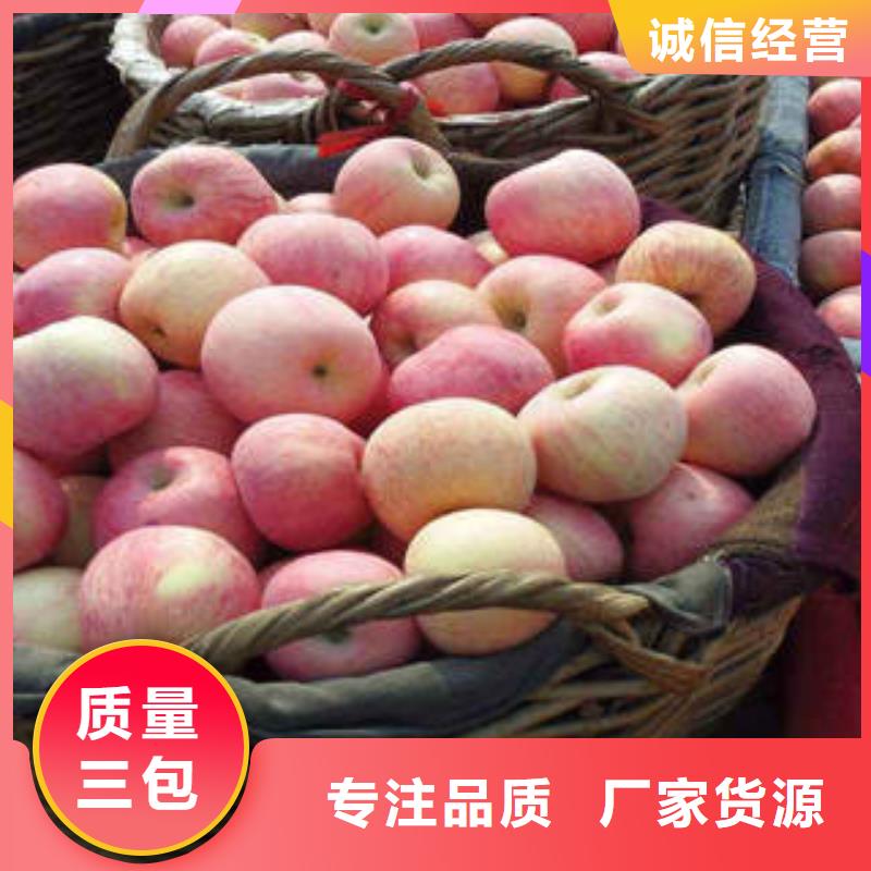 红富士苹果-加工厂家