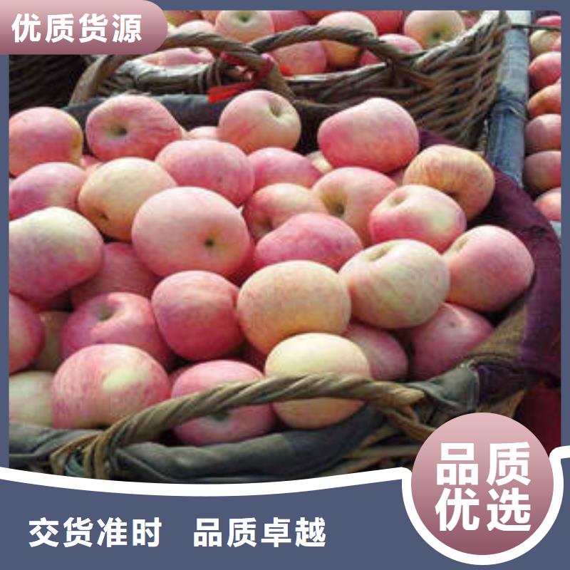 专业销售红富士苹果-保量诚信经营质量保证