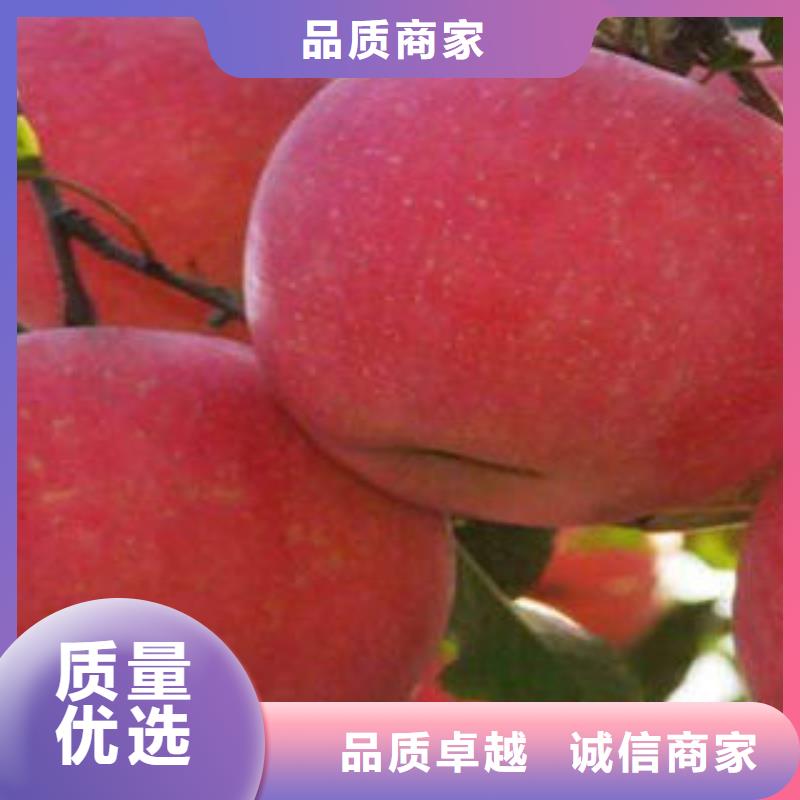 有现货的红富士苹果生产厂家