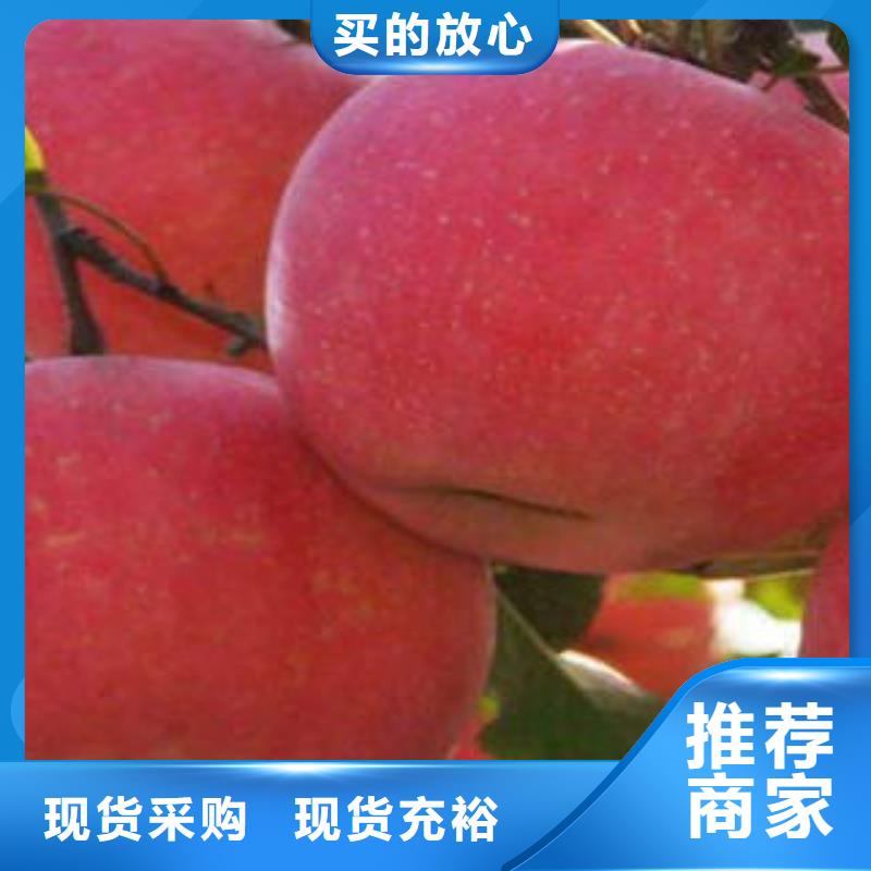 红富士苹果-红富士苹果全国配送