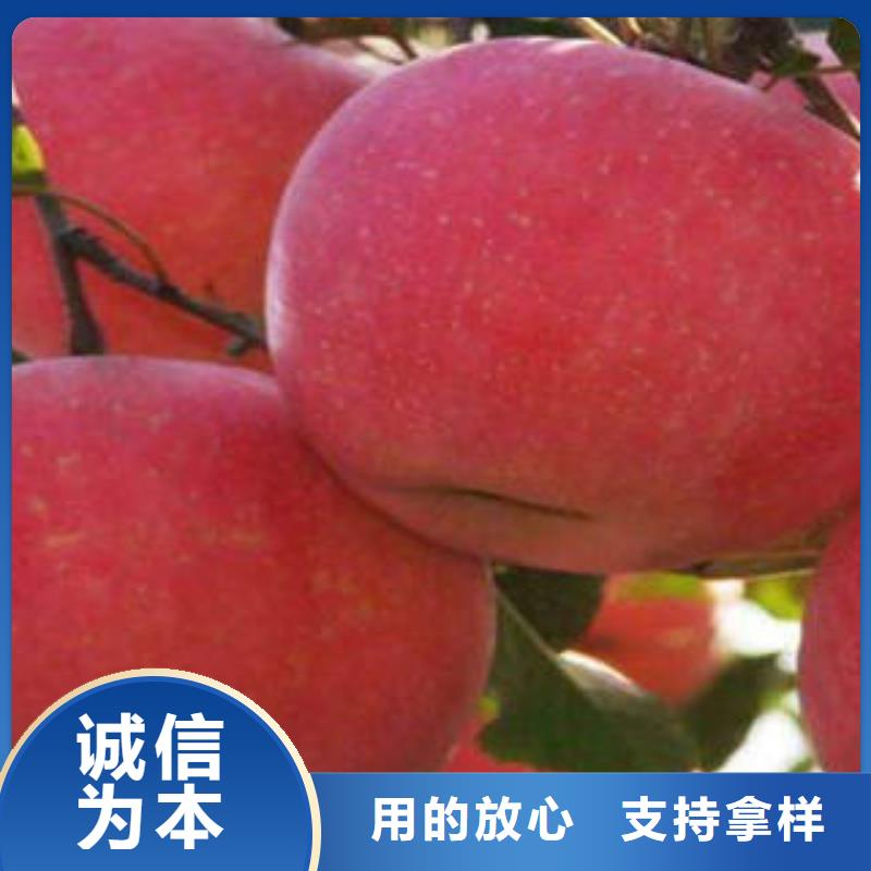 红富士苹果-信誉可靠一手价格