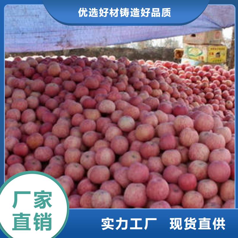 红富士苹果报价