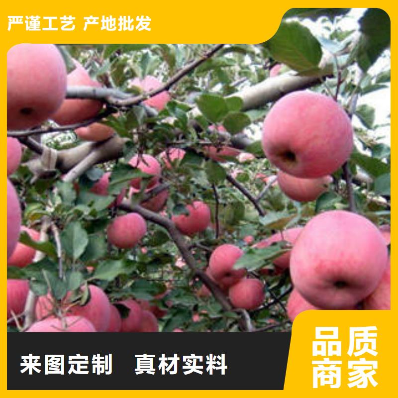 红富士苹果设计