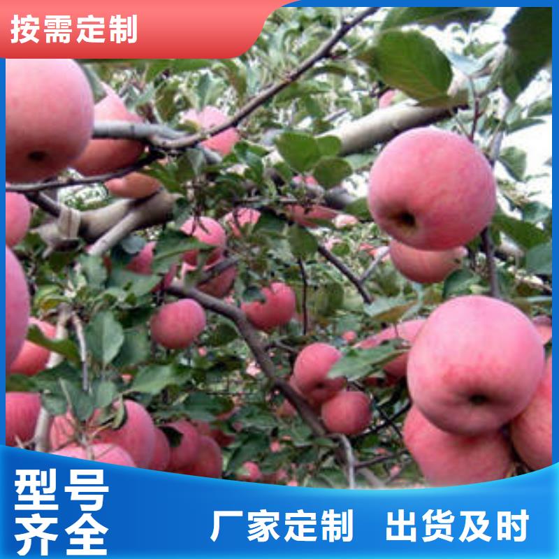 红富士苹果质量可靠的厂家
