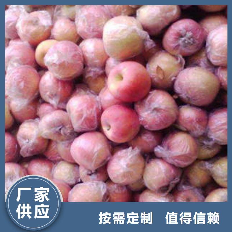 定制红富士苹果的基地