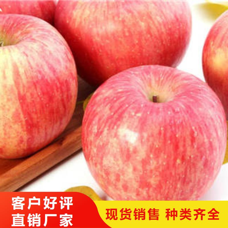 红富士苹果大厂家选的放心