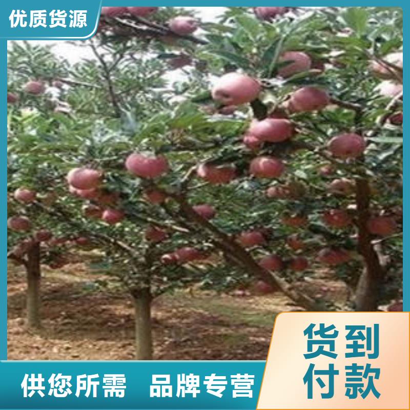 紅富士蘋果貨源穩(wěn)定