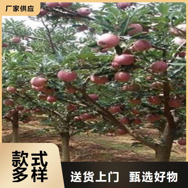 红富士苹果实力厂商