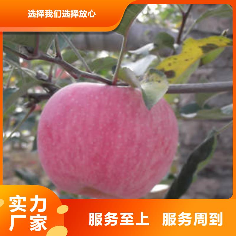 红富士苹果-质量不用愁