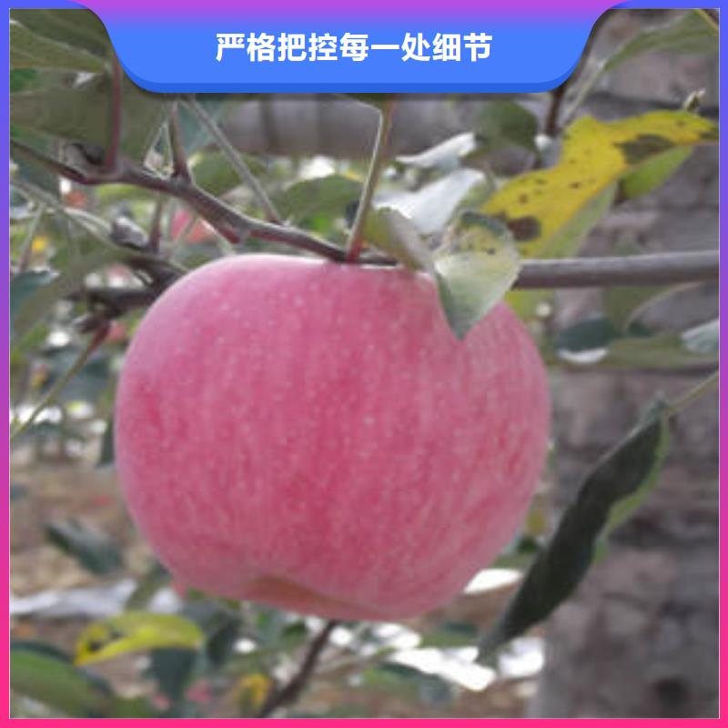 红富士苹果厂家-定制